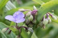 Spiderwort Tradescantia x andersoniana Blue stone, blue Dayflower with buds